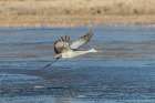 Sandhill crane flies over a frozen pond at Bosque del Apache NWR, New Mexico. Art Print